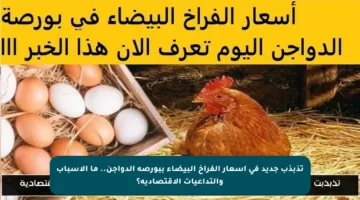 تذبذب جديد في أسعار الفراخ البيضاء ببورصة الدواجن.. ما الأسباب والتداعيات الاقتصادية؟